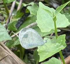 Leptosia nina