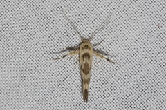 Stathmopoda melanochra