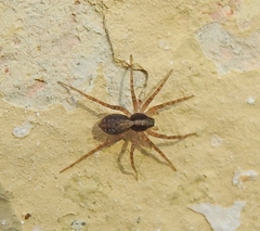 Pardosa lugubris