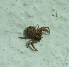 Xysticus