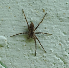 Pisaura