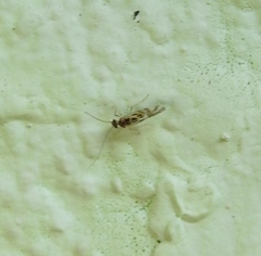 Graphopsocus