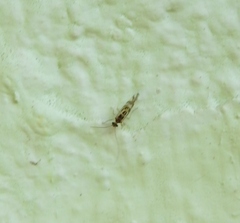 Graphopsocus