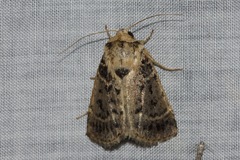 Proteuxoa sanguinipuncta