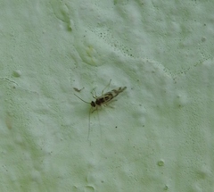 Graphopsocus