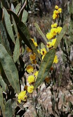 Acacia dorothea