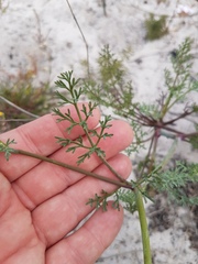 Dasispermum