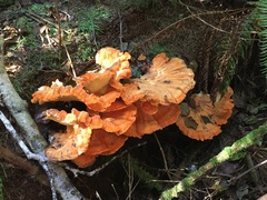 Laetiporus conifericola