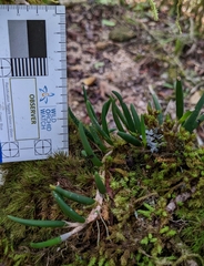 Dendrobium lichenastrum