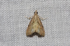 Glaucocharis dilatella