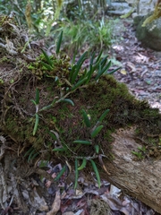 Dendrobium lichenastrum