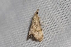 Glaucocharis dilatella