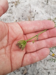 Dasispermum