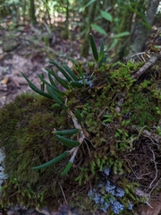 Dendrobium lichenastrum