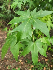Liquidambar styraciflua