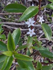 Myoporum petiolatum