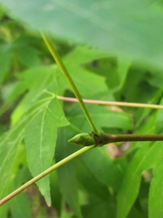 Liquidambar styraciflua