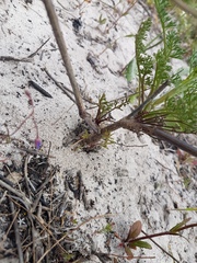 Dasispermum