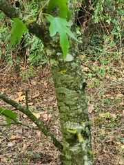 Liquidambar styraciflua