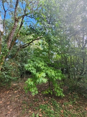 Liquidambar styraciflua