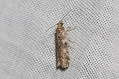 Ephestiopsis oenobarella