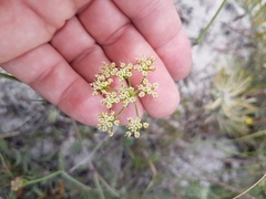 Dasispermum