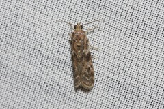 Ephestiopsis oenobarella