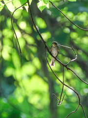 Muscicapa sibirica