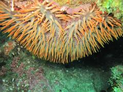 Acanthaster planci