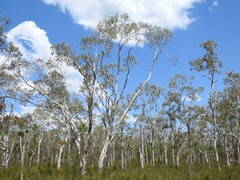 Melaleuca viridiflora