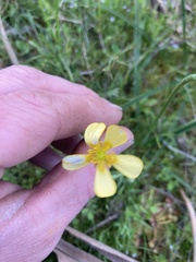 Ranunculus lappaceus