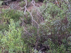 Myoporum petiolatum