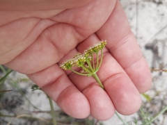 Dasispermum