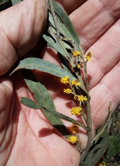 Acacia dorothea