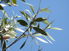 Melaleuca viridiflora