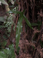 Microsorum pustulatum