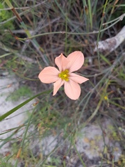 Moraea flaccida