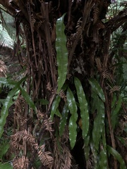 Microsorum pustulatum
