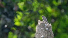 Muscicapa sibirica