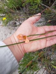 Moraea flaccida