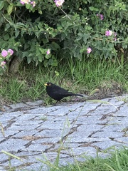 Turdus merula merula