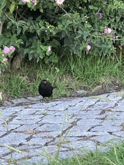 Turdus merula merula