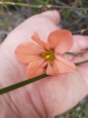 Moraea flaccida