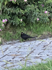 Turdus merula merula