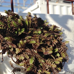 Leptinella pusilla