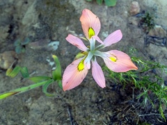 Moraea papilionacea