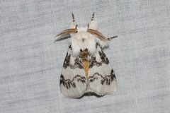Iropoca rotundata
