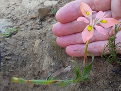 Moraea papilionacea