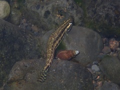 Stiphodon elegans