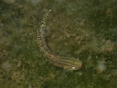 Stiphodon elegans